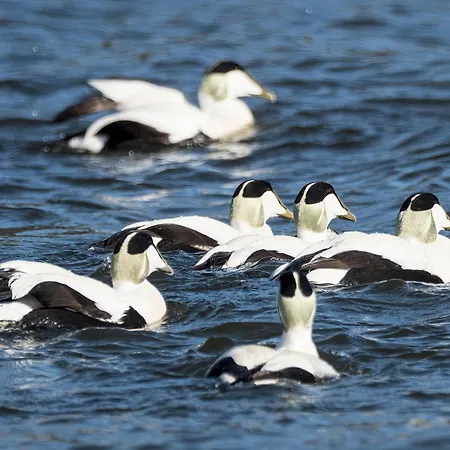 Nyaraló Strandhuset *