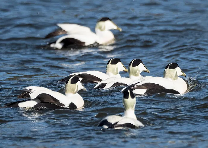 度假居 Strandhuset *